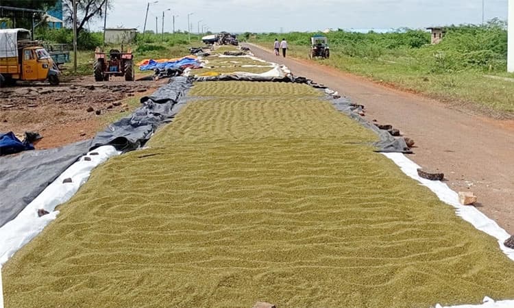 ಹೆಸರಿನಲ್ಲಿ ತೇವಾಂಶ: ಒಣಗಿಸಲು ಪೇಚಾಟ