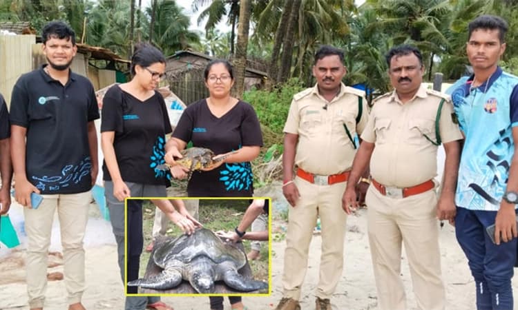 ಹವಳದ ದಿಬ್ಬಗಳಲ್ಲಿ ಸಿಗುವ ಹಾಕ್ಸ ಬಿಲ್ ಆಮೆ ಮಾಜಾಳಿಯಲ್ಲಿ ಪತ್ತೆ