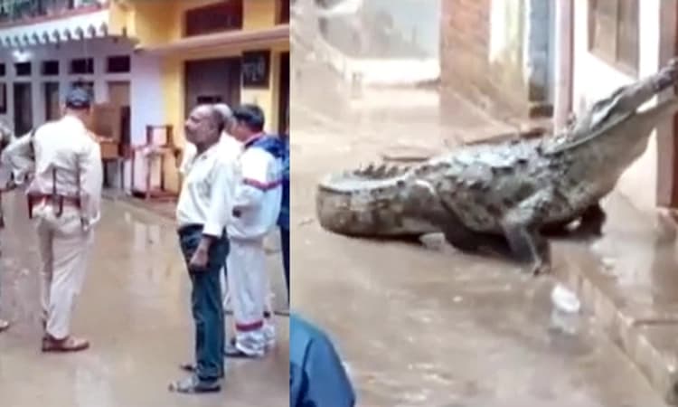 ಮಧ್ಯಪ್ರದೇಶದ ಜನವಸತಿ ಪ್ರದೇಶಕ್ಕೆ ಸರ್​ಪ್ರೈಸ್ ವಿಸಿಟ್ ಕೊಟ್ಟ ದೈತ್ಯ ಮೊಸಳೆ : ಕಂಗಾಲಾದ ಜನ