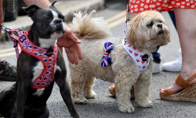 ಬ್ರಿಟನ್‌ನಲ್ಲಿ ಬೀದಿ ಪಾಲಾಗುತ್ತಿವೆ ಸಾಕು ಪ್ರಾಣಿಗಳು!
