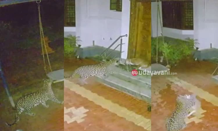 ಹೆರ್ಗ:ಕಟ್ಟಿಹಾಕಿದ್ದ ನಾಯಿಯ ಮೇಲೆ ಚಿರತೆ ದಾಳಿ:ಬೆಚ್ಚಿಬೀಳಿಸುವ ದೃಶ್ಯ ಸಿಸಿಟಿವಿಯಲ್ಲಿ ಸೆರೆ