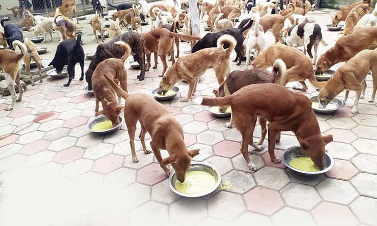 ಪ್ರಾಣಿ ಪಕ್ಷಿಗಳಿಗೂ ಉಂಟು ಆಶ್ರಯ ತಾಣ