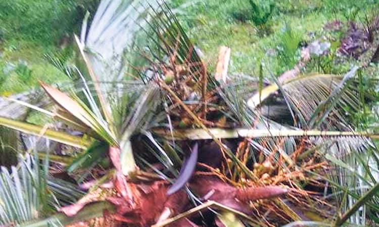 ನಿಡ್ಲೆ, ರೆಂಜಿಲಾಡಿಯಲ್ಲಿ ಆನೆ ದಾಳಿ; ಕೃಷಿ ತೋಟ ಹಾನಿ