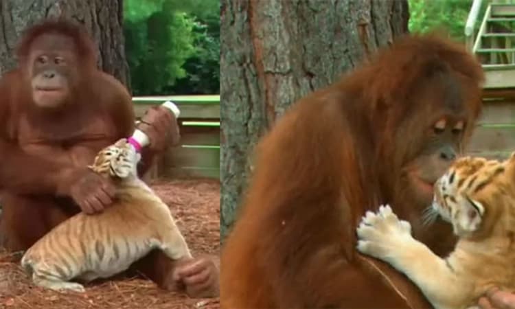ಹುಲಿ ಮರಿಗಳಿಗೆ ಹಾಲು ಕುಡಿಸಿದ ಒರಾಂಗುಟಾನ್! -ವಿಡಿಯೋ ವೈರಲ್‌