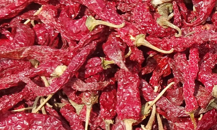 ಬಜಪೆ : ಬ್ಯಾಡಗಿ ಮೆಣಸು ಭಾರೀ ಖಾರ! ವಾರದಲ್ಲಿ 100 ರೂ. ಹೆಚ್ಚಳ