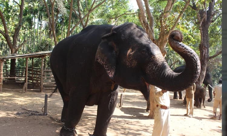ಉಸಿರು ಚೆಲ್ಲಿದೆ ಗಂಗೆ | ಸಕ್ರೆಬೈಲು ಬಿಡಾರದಲ್ಲಿ ಶೋಕ