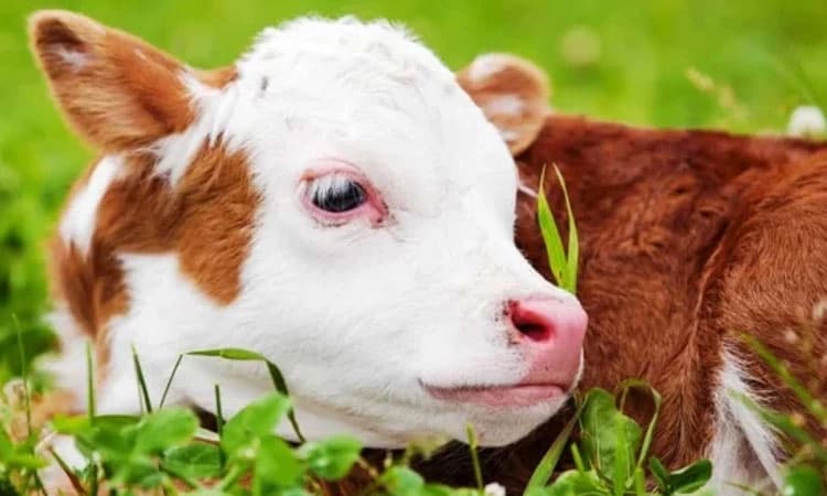 ಸಿಗದ ಲಸಿಕೆ-ನಿಲ್ಲದ ನರಳಾಟ: ಕಾಲುಬಾಯಿ ರೋಗದಿಂದ ಜಾನುವಾರುಗಳ ನರಳಾಟ