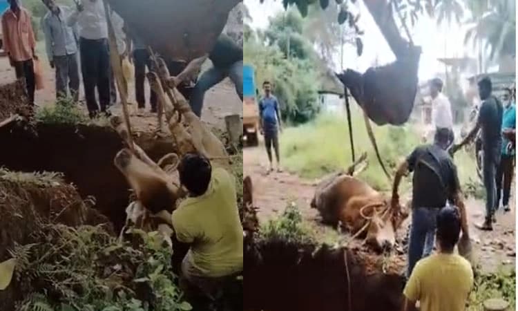 ಚರಂಡಿಯಲ್ಲಿ ಬಿದ್ದಿದ್ದ ಹೋರಿ ರಕ್ಷಣೆ