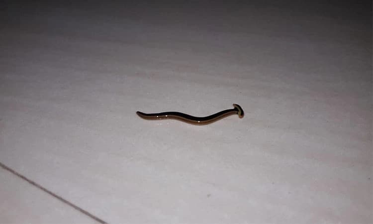 ಸುತ್ತಿಗೆ ತಲೆ ಹುಳು ಬಗ್ಗೆ ನಿಮಗೆ ತಿಳಿದಿದೆಯೆ ?