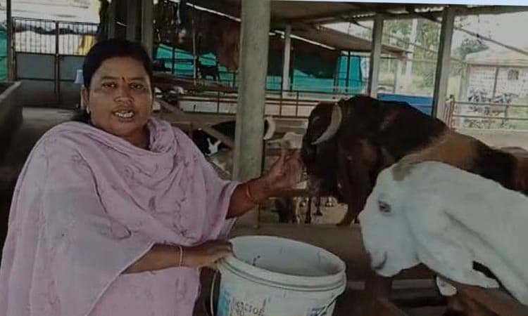 ಈ ಪದವೀಧರ ಮಹಿಳೆ ಆಡು ಸಾಕಾಣಿಕೆ ಮಾಡಿ ಜೀವನ ಕಟ್ಟಿಕೊಂಡ ಗಟ್ಟಿಗಿತ್ತಿ