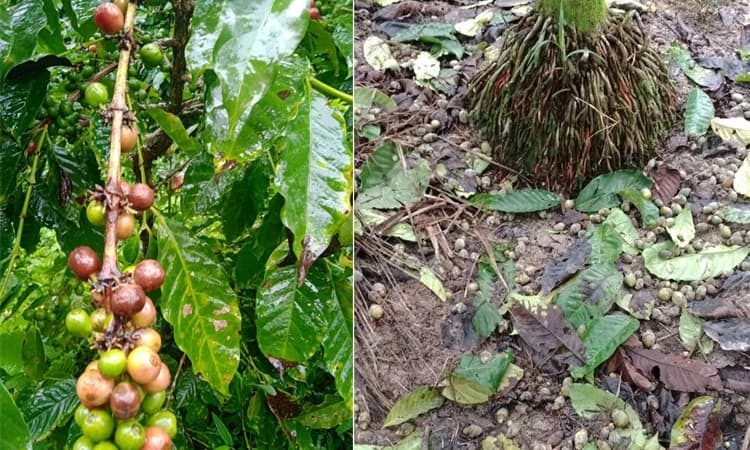 ಹವಾಮಾನ ವೈಪರೀತ್ಯದಿಂದ ಕಾಫಿ ಮಣ್ಣು ಪಾಲು