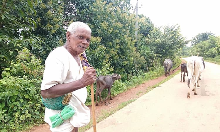 ಗೋಮಾಳಗಳು ಮಾಯ-ಗಾಂವಠಾಣಾ ಗುಳುಂ | ಸರ್ಕಾರಿ ರಸ್ತೆಗಳೇ ಹೈನುಗಾರಿಕೆಯ ಹಾದಿ