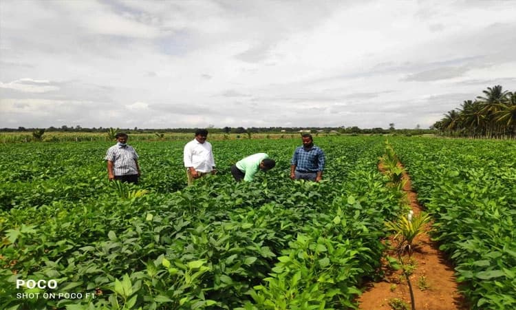 ಸೋಯಾಬಿನ್‌ ನತ್ತ ರೈತರ ಚಿತ್ತ