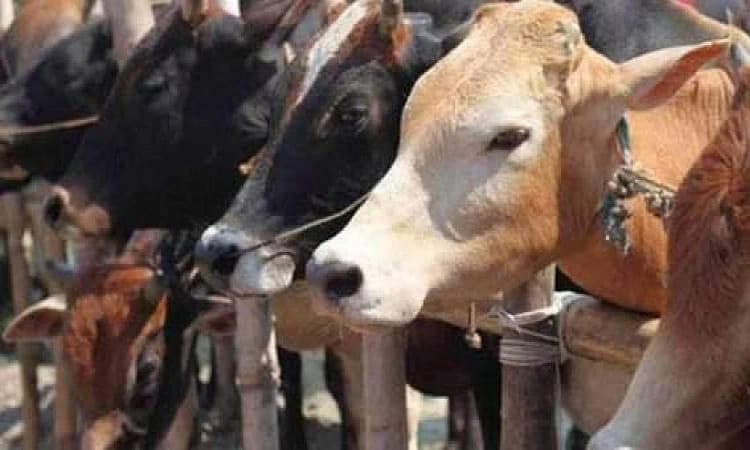 ಗೋಹತ್ಯೆ ಆರೋಪಿ ರಕ್ಷಣೆಗೆ ಮುಂದಾದ ನಾಲ್ವರು ಪೊಲೀಸರು ಅಮಾನತು