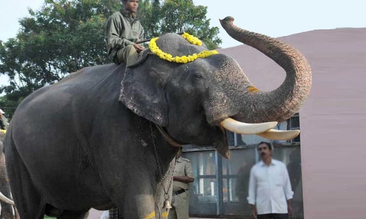 ದಸರಾ ಮಹೋತ್ಸವಕ್ಕೆ ಗಜಪಡೆ ಸಜ್ಜು; ಎರಡನೇ ಬಾರಿ ಅಂಬಾರಿ ಹೊರಲಿರುವ ಅಭಿಮನ್ಯು