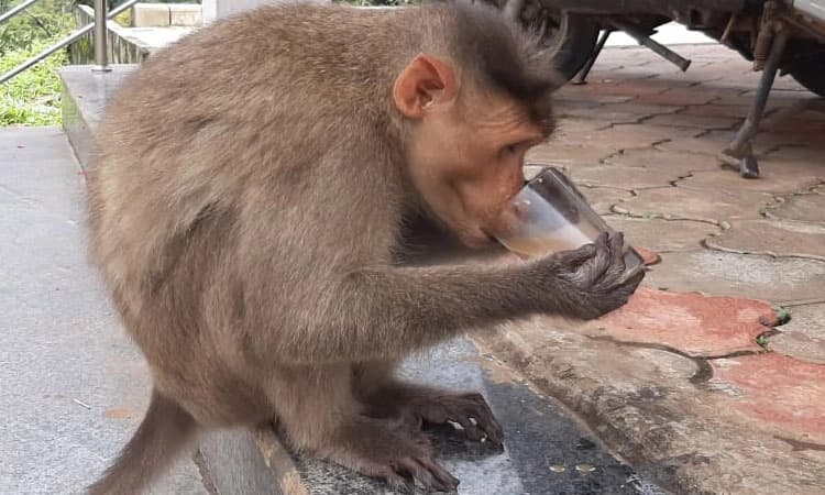 ಕಾಡಿನಿಂದ ನಾಡಿಗೆಡೆಗೆ ವಾನರ ನಡೆ