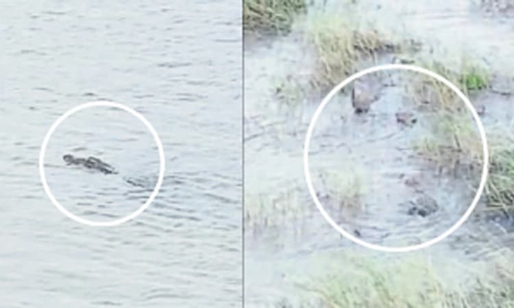 ದಢೇಸುಗೂರು ಹೊಳೆಯಲ್ಲಿ ಮೊಸಳೆಗಳ ಹಿಂಡು