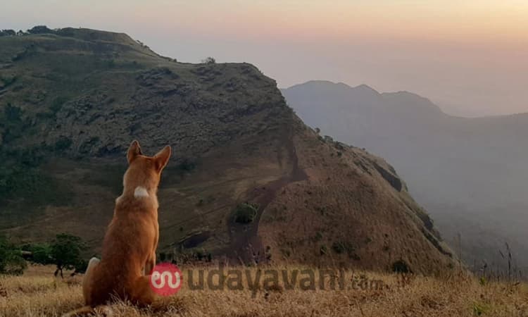 ಬಿಸ್ಕೆಟ್ ಹಾಕಿದರೆ ಸಾಕು; ಹಾದಿ ಸಲೀಸು!ಕೊಡಚಾದ್ರಿ ಶ್ರೇಣಿಯ ಗೈಡ್‌ಗಳಾಗಿರುವ 3 ಶ್ವಾನಗಳು