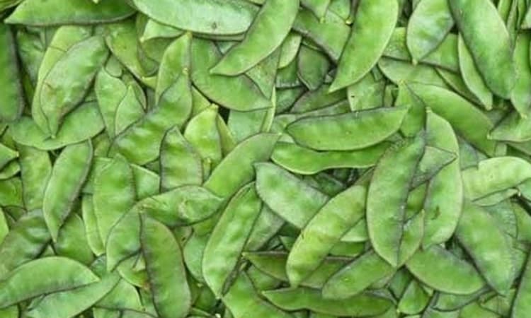 ಅವರೆಕಾಯಿ; ಮನೆಯಂಗಳದ ಕೃಷಿ