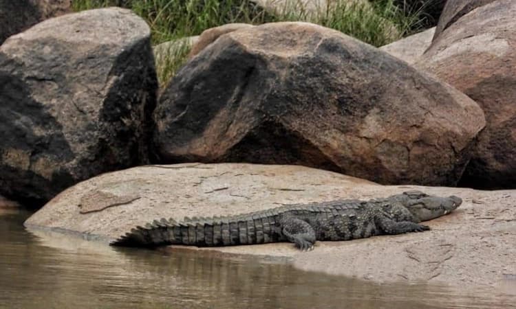 ಹೊಸಪೇಟೆ : ಹಂಪಿ‌ ನದಿ ತಟದಲ್ಲಿ ಬೃಹತ್ ಗಾತ್ರದ ಮೊಸಳೆ‌ ಪ್ರತ್ಯಕ್ಷ