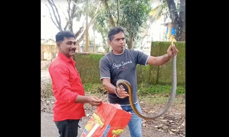 ಪೊಲೀಸ್ ಮನೆ ಆವರಣದಲ್ಲಿ ಹಾವು ಪ್ರತ್ಯಕ್ಷ : ಮರಳಿ ಕಾಡಿಗೆ ತಲುಪಿಸಿದ ಉರಗಪ್ರೇಮಿ  