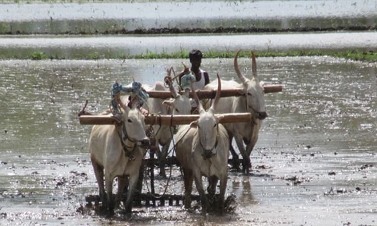 ಕಬಿನಿ ಜಲಾಶಯದಿಂದ ನೀರು ಬಿಡುಗಡೆ ; ಭತ್ತ ಬಿತ್ತನೆ ಕಾರ್ಯ ಚುರುಕು