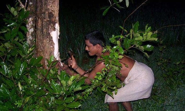 ನಾಳೆ ಆಟಿ ಅಮಾವಾಸ್ಯೆ ಆಚರಣೆ