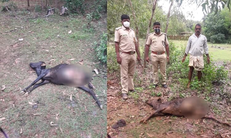 ಅಂಕೋಲಾ: ಹೆಚ್ಚಾದ ಚಿರತೆ ಹಾವಳಿ :ಕ್ರಮ ಕೈಗೊಳ್ಳದ ಅರಣ್ಯ ಇಲಾಖೆ ವಿರುದ್ಧ ಗ್ರಾಮಸ್ಥರ ಆಕ್ರೋಶ