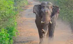 Expert team from Karnataka deployed in Arunachal to capture 'rogue' elephant