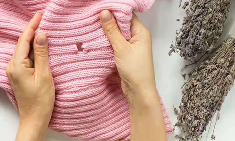 Moths eating your clothes? It’s actually their hungry little caterpillars – here’s how to get rid of them