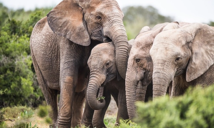 PETA, actor Priyamani donate mechanical elephant to Kerala temple