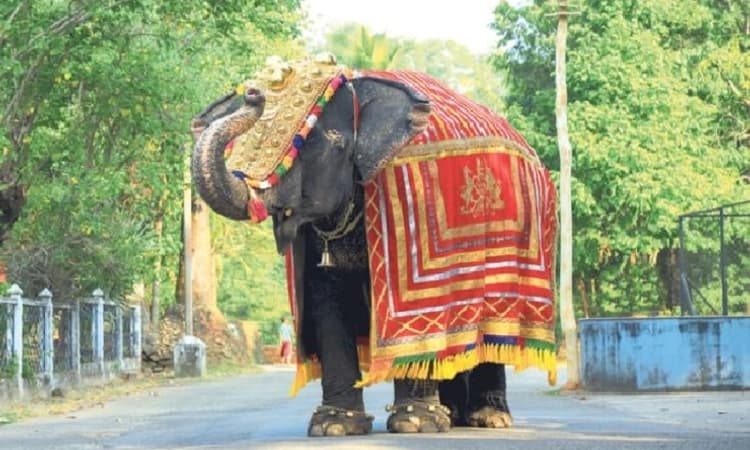 Dharmasthala Temple elephant passes away