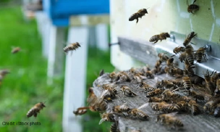 Belthangady: Six injured in bee attack