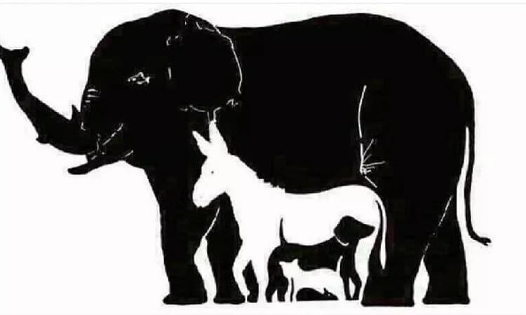 Internet is divided on how many animals are in THIS picture! How many can you spot?