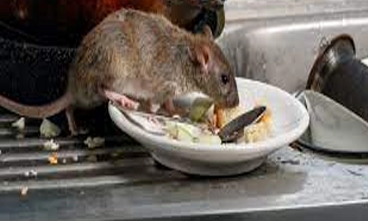 How to control invasive rats and mice at home without harming native wildlife