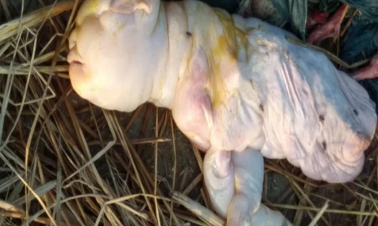 Goat gives birth to ‘human-like’ baby