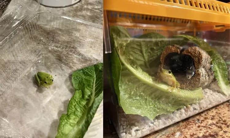 Man discovers a baby frog in a salad box, bathes and feeds it