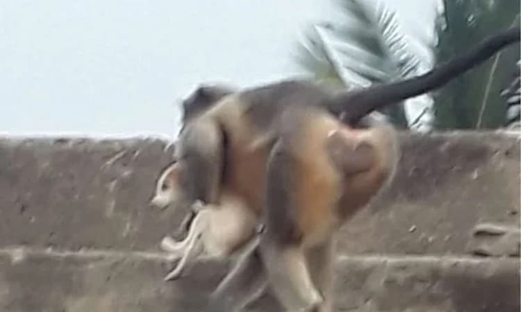 ‘Animal Revenge’: Monkeys kill 250 puppies to take ‘revenge’ after dogs kill baby monkey