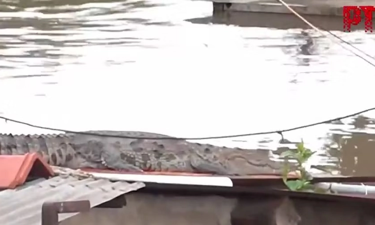 Crocodile seen on roof of house as rains inundate Gujarat