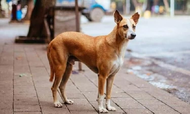76-yo woman on morning walk dies after pack of stray dogs attacks her in Bengaluru