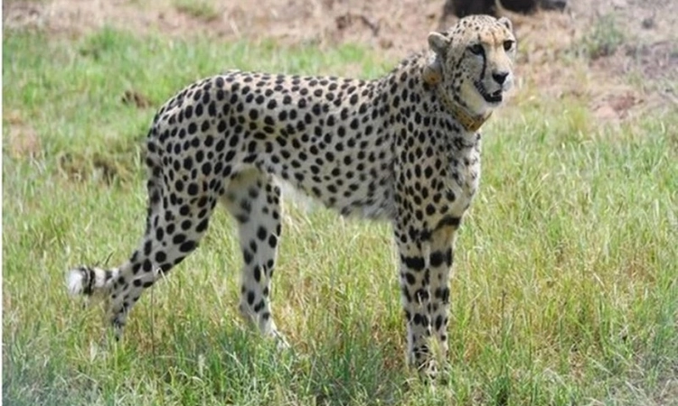 Cheetahs set to roam free in Kuno after year-long enclosure stay