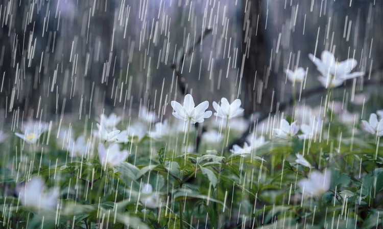 Incessant rain affects life in several Rajasthan districts