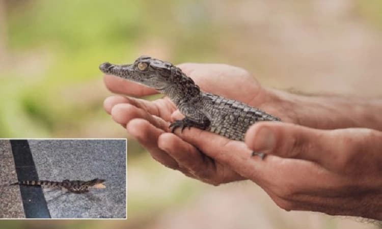 Dandeli: Baby crocodile visits ESI hospital, surprises staff