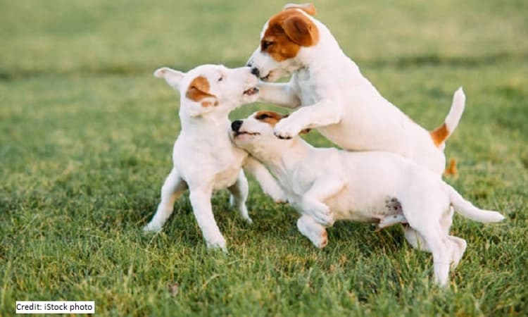 No pet stress, Macha – Zigly Announces Vet Care Services in Bengaluru