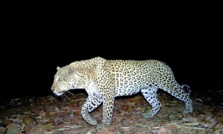Thirthahalli: Leopard spotted close to human habitations in Tudki