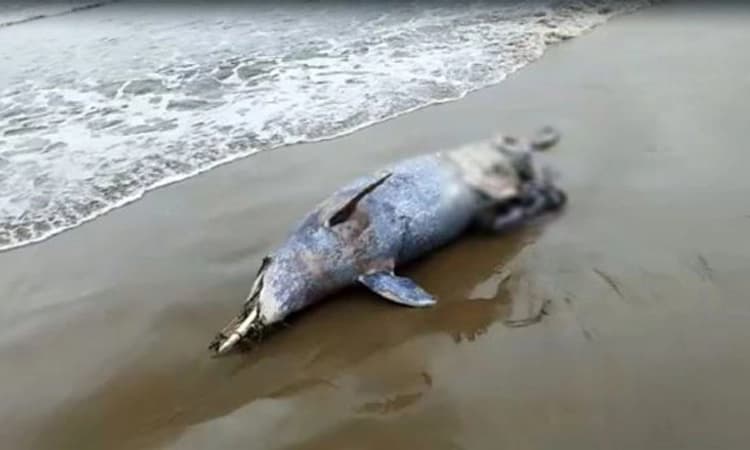 Dead Indo-Pacific humpback dolphin found on shores of Rabindranath Tagore Beach
