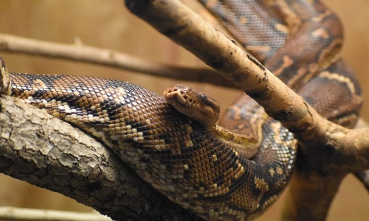 Mangaluru: 8 Python hatchlings born via artificial incubation released into forest