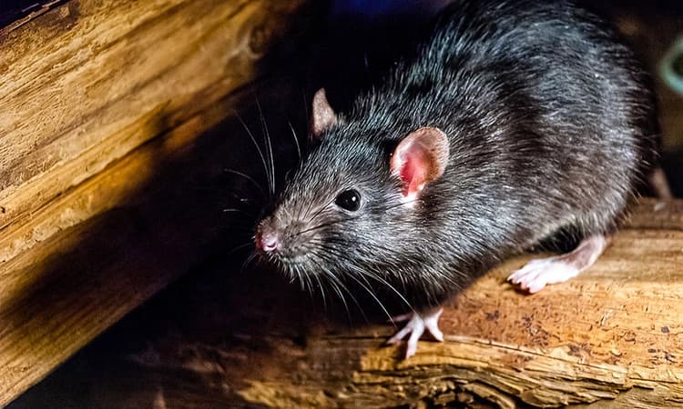 Mumbai: Police recover ‘lost’ gold, weighing 10 tolas from rats in a gutter