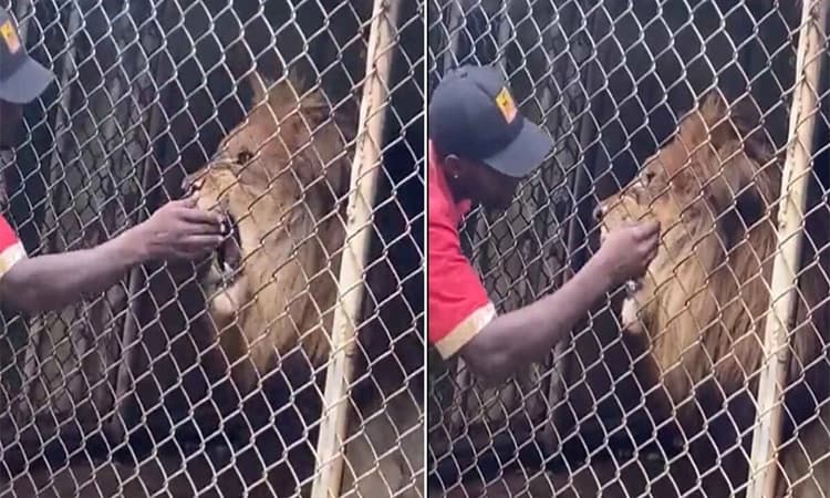 Watch: Lion bites off zookeeper’s finger as he teases it to impress visitors