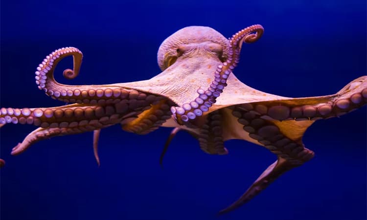 What does an octopus eat? For a creature with a brain in each arm, whatever’s within reach